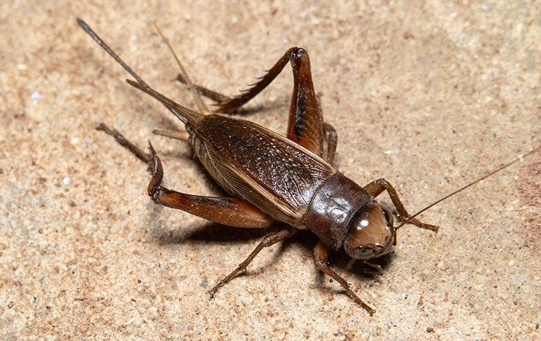 a camel cricket on the ground