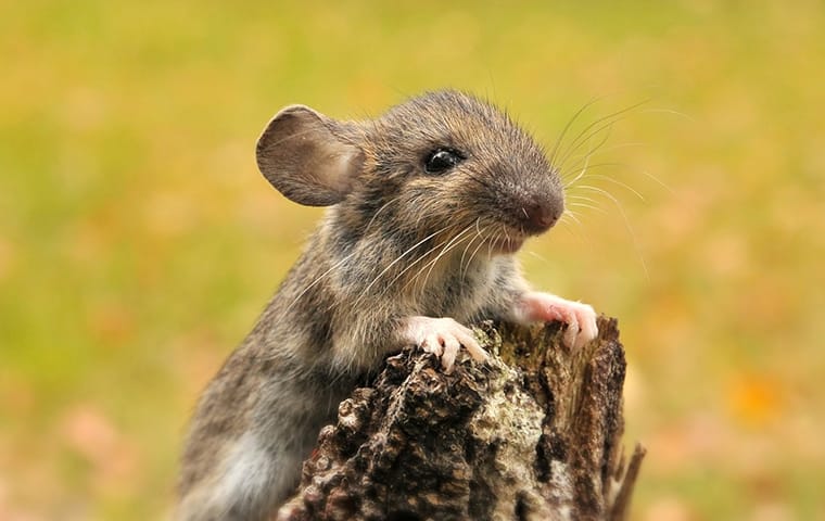 a little mouse up close