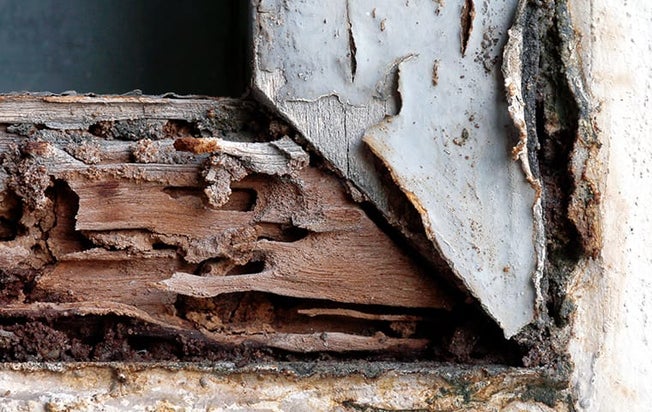 termite damage to a home