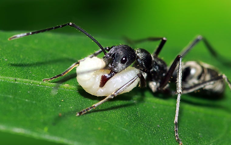 an ant eating something