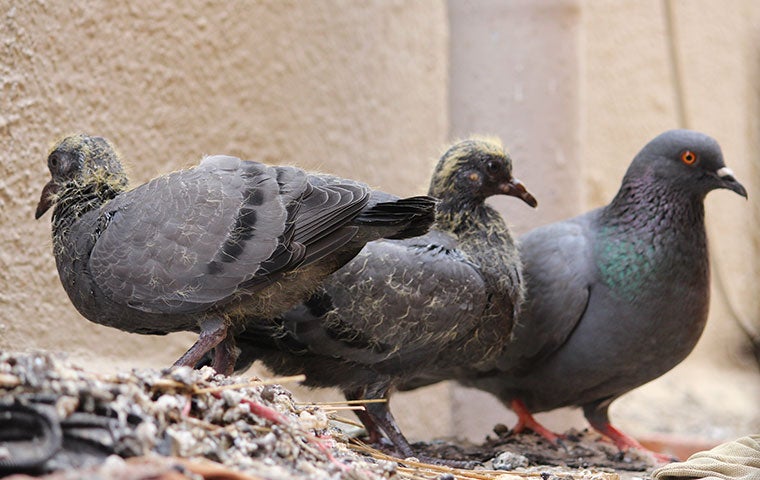 three ugly pigeons