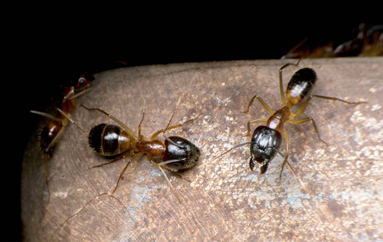 close up of multiple odorous house ants