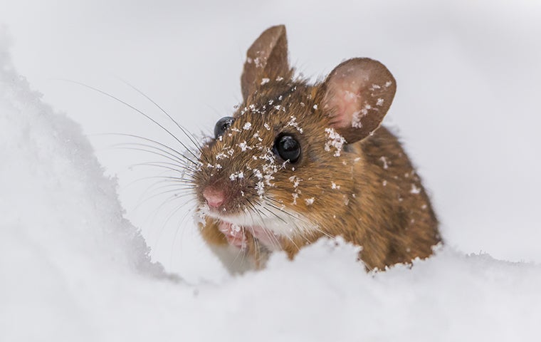 a mouse in the snow