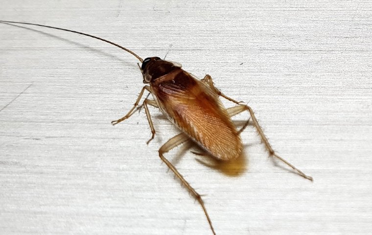 a german roach in a home