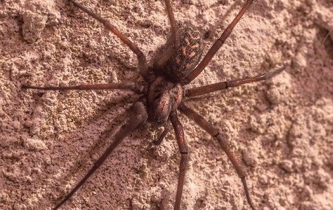 brown recluse spider crawling on a wall