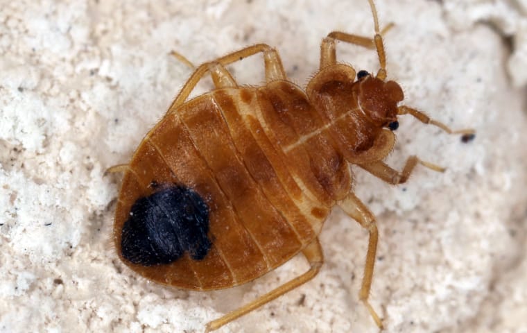 bed bug full of blood