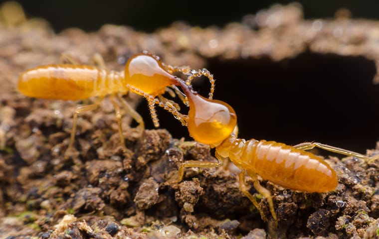 termites outside a home