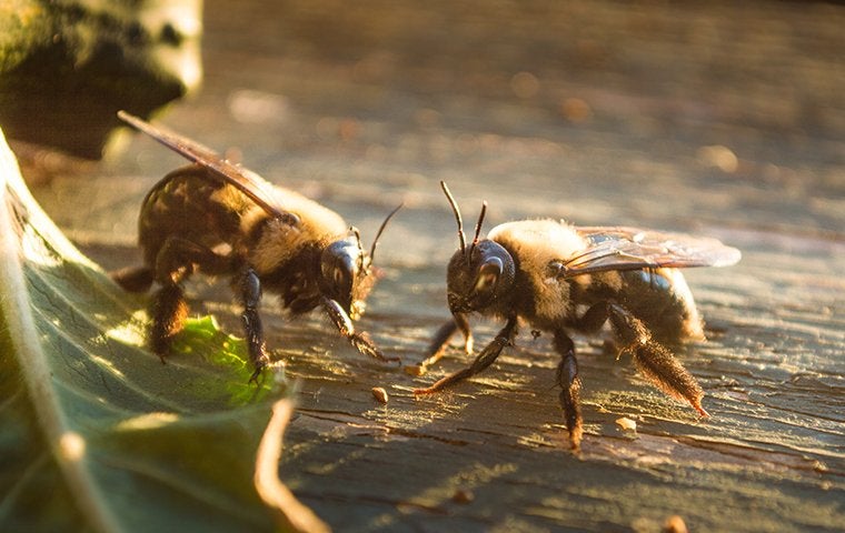 two bees on bark
