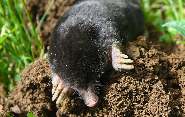 mole in the dirt