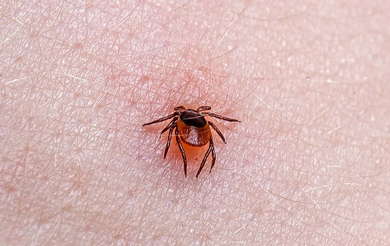 a tick on skin