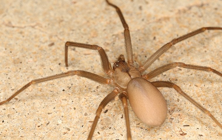 a brown recluse on a tile floor