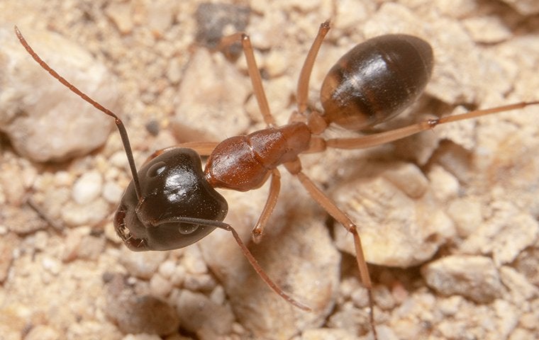 a sugar ant up close