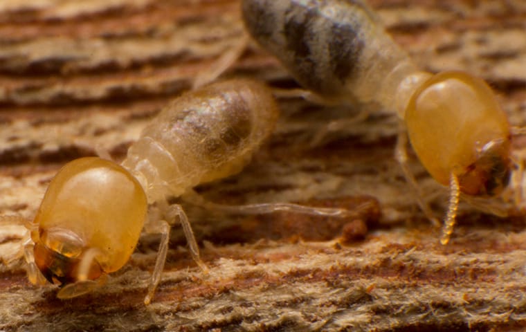 two termites up close