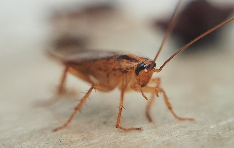 a roach up close