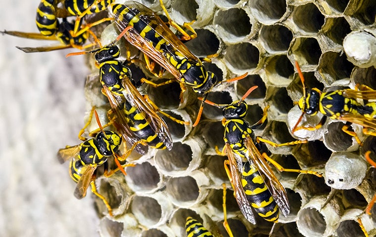 a swarm of wasps
