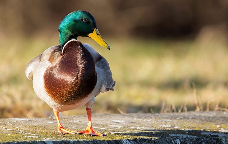 a male duck being a pest