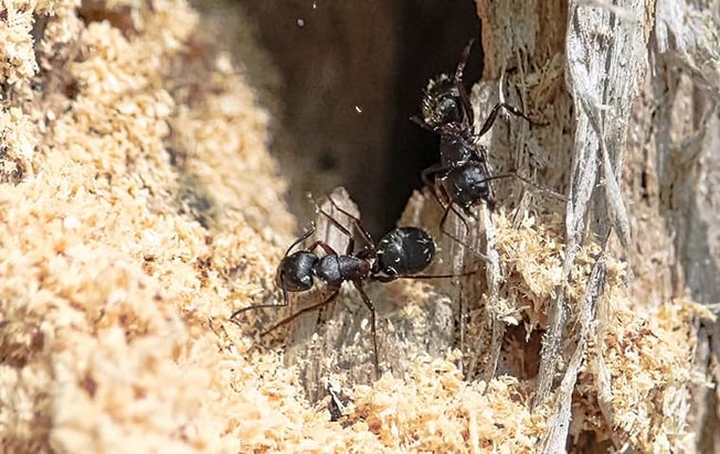 ants on wood with damage