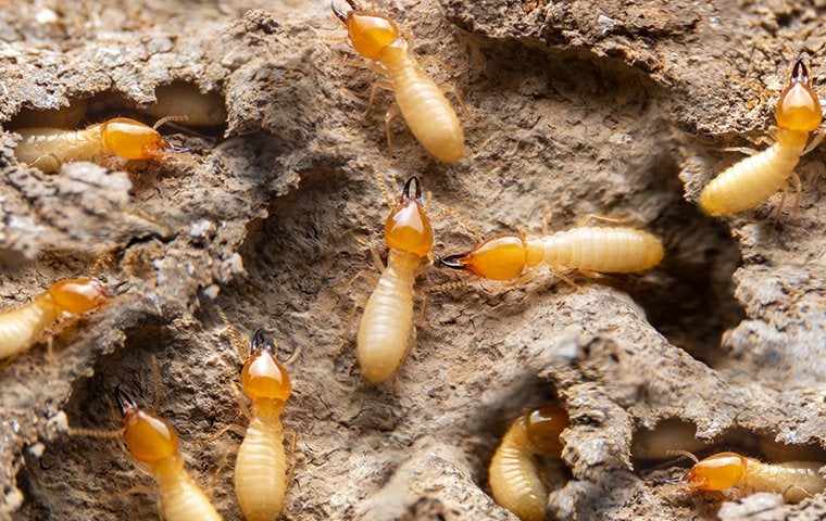 termites in a nest