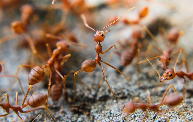 fire ants invading in the summer