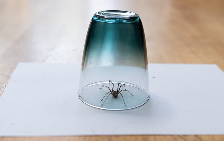 spider caught under glass
