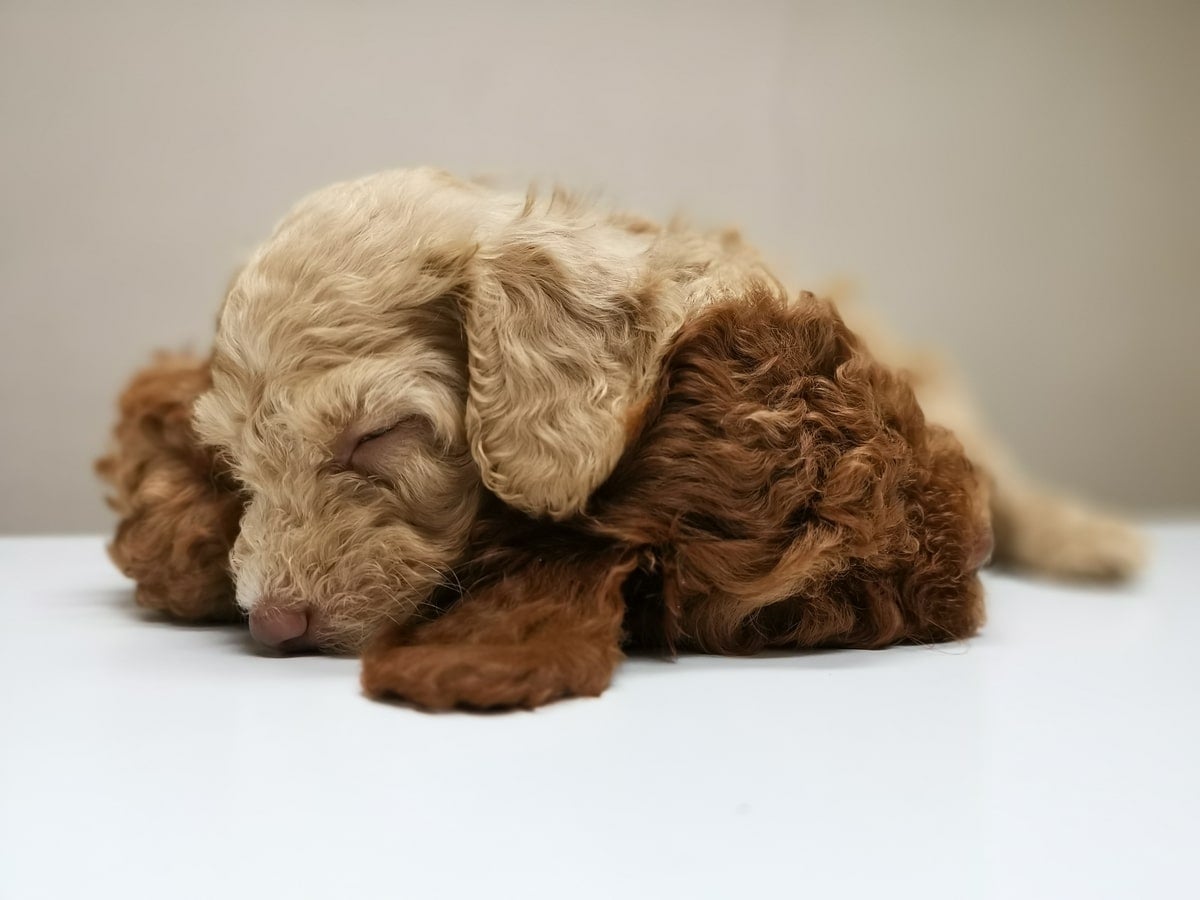 Two puppies asleep together