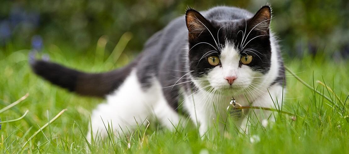 Gato blanco y negro cazando en el jardín