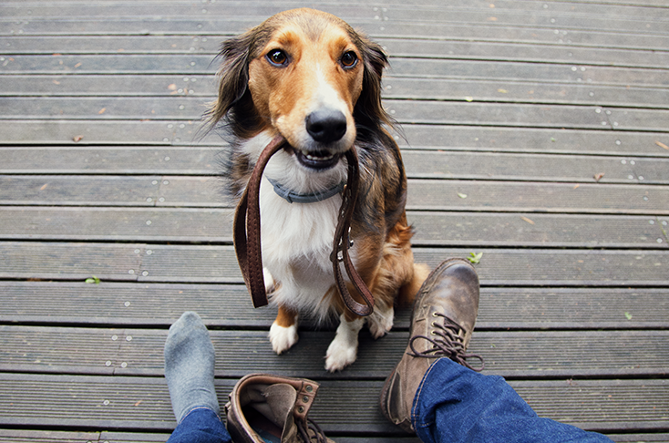 Foto van hond met lijn in zijn bek. Vlooien zijn een veel voorkomend probleem en het is heel gemakkelijk voor je hond om ze op te lopen.