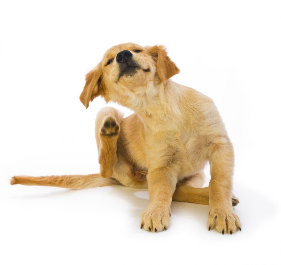 Cachorro de perro rascándose con la pata trasera