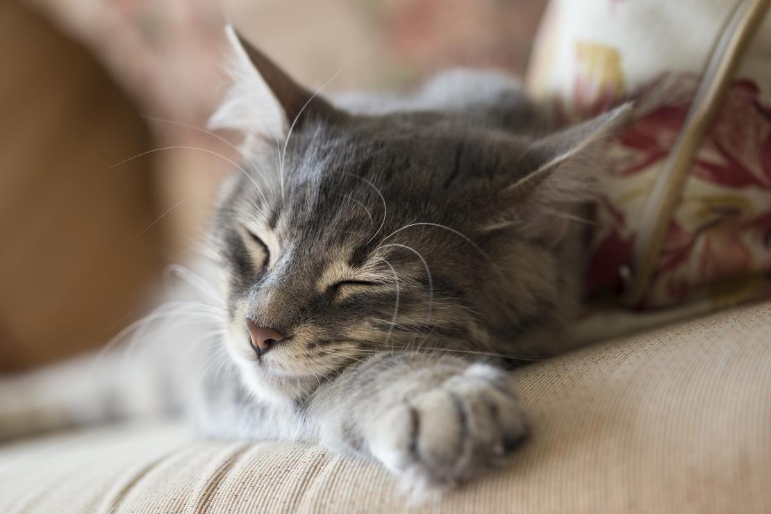 Gato gris durmiendo tranquilamente sobre un sofá