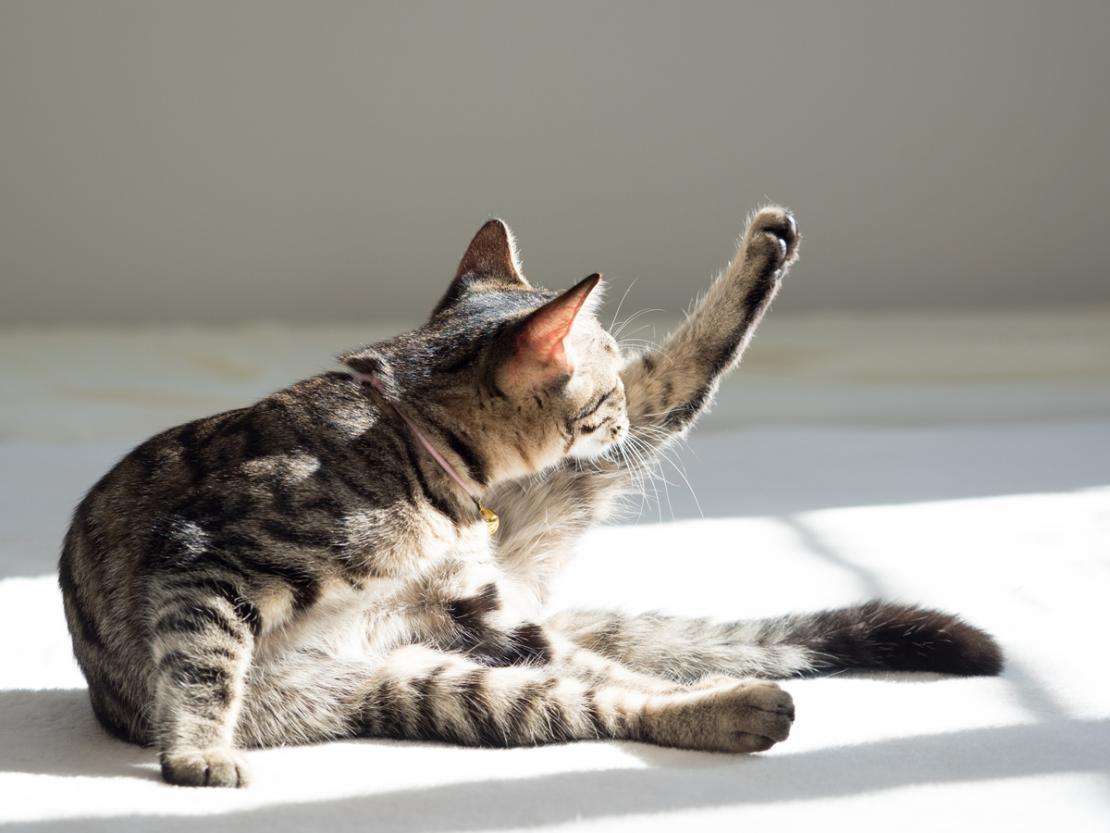 Un gato se acicala a la luz del sol