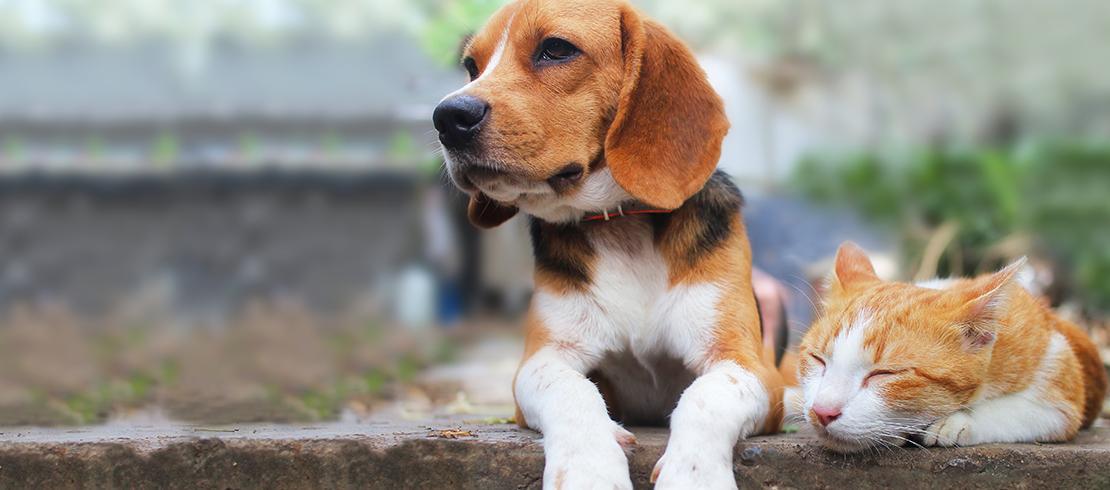 Foto van een beagle naast een kat in de tuin