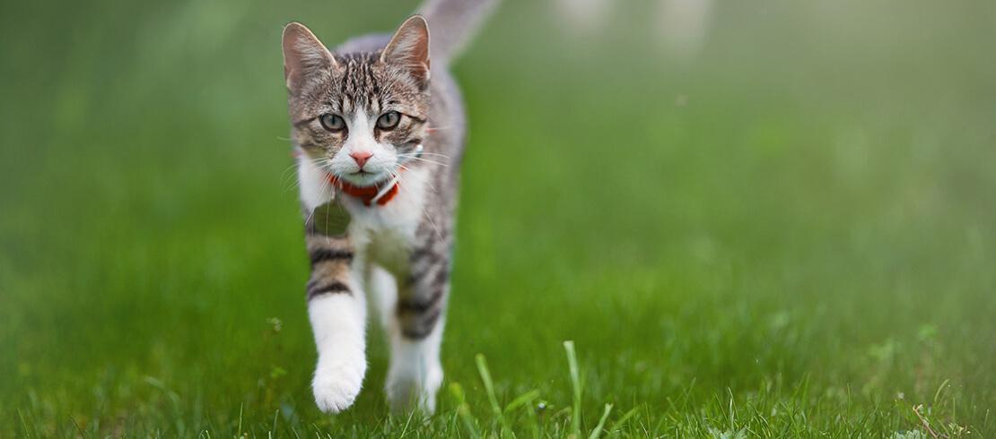 Un gato corre por un campo de hierba