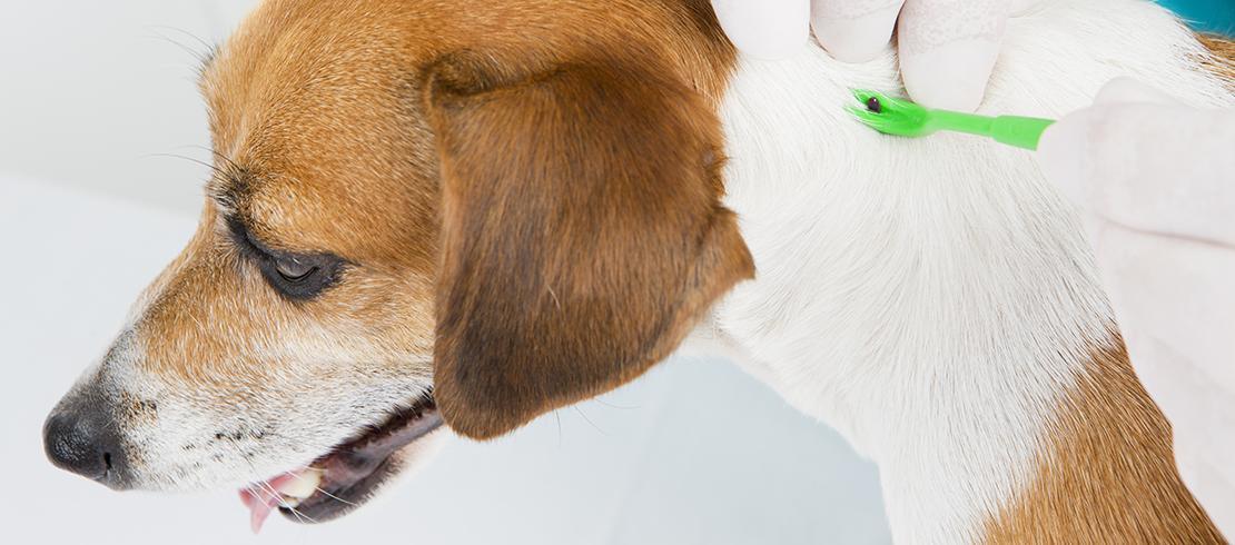 Foto van een hand en een tekentang waarmee een teek uit de nek van een hond wordt verwijderd