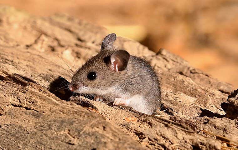 a little mouse on wood