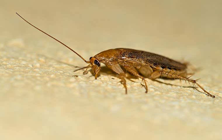 German cockroach on the floor