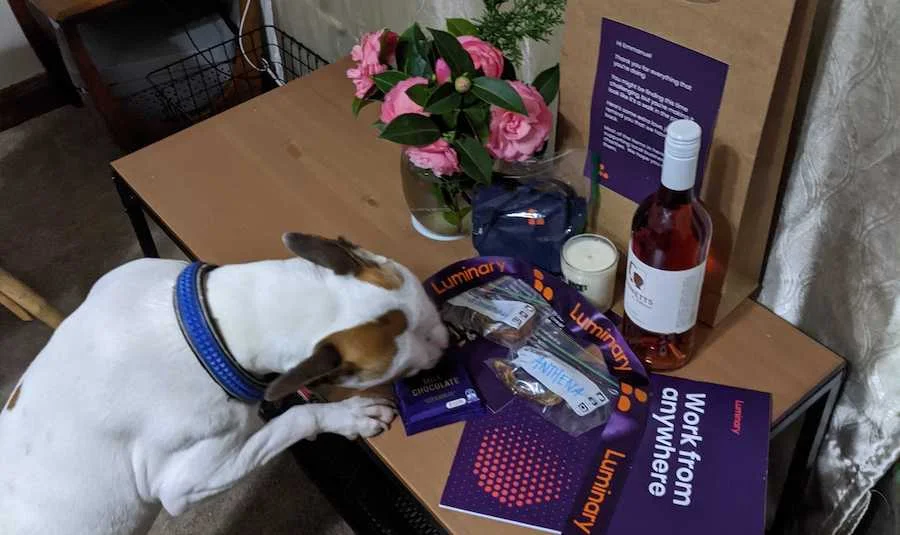 Care pack being enjoyed by a pet dog