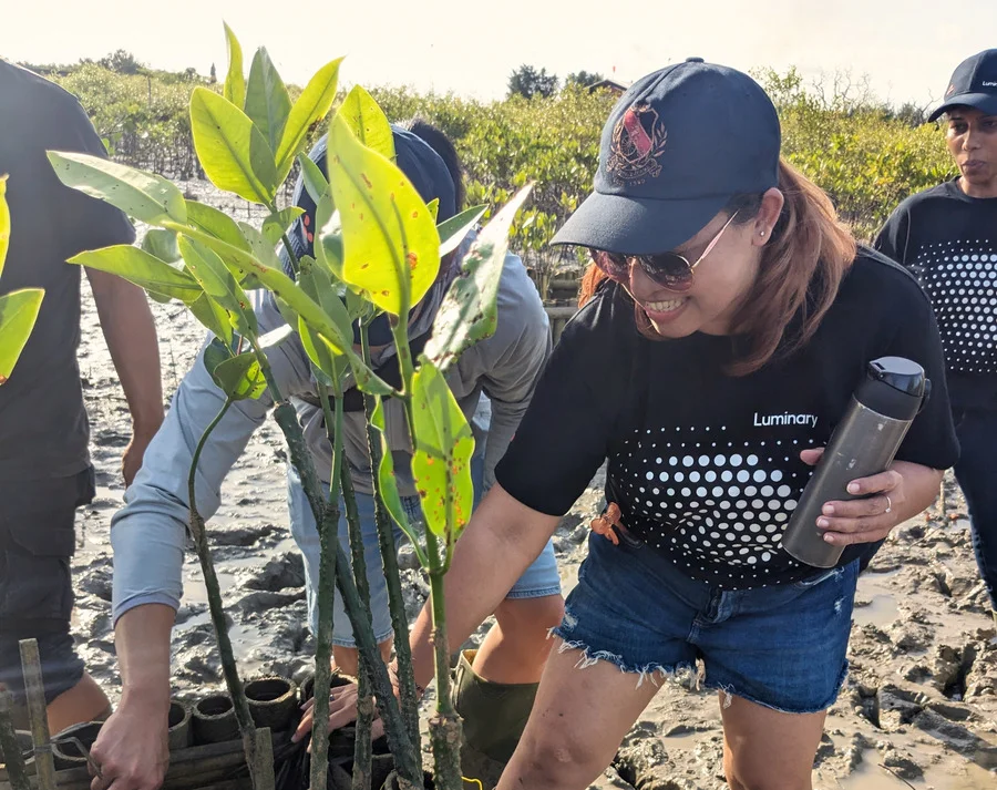 woman planting mangrove trees