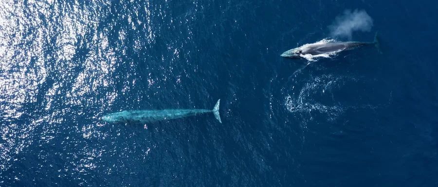 whales in the ocean