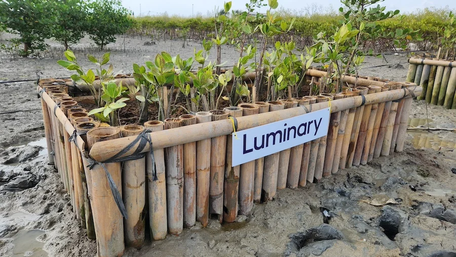 Luminary mangrove box in Bali