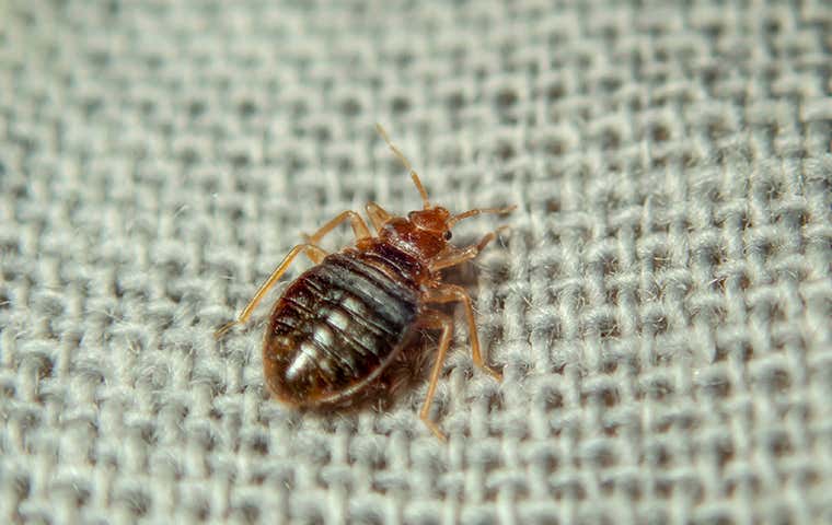 bed bug on a couch in a home