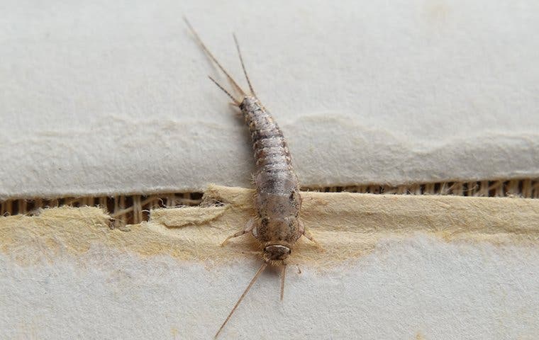 silverfish on a piece of book