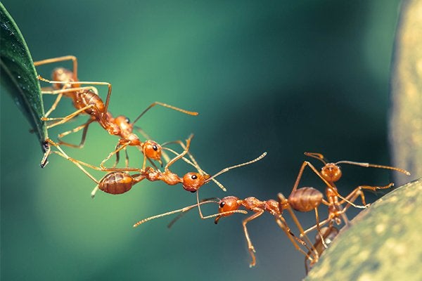 fire ants forming a chain