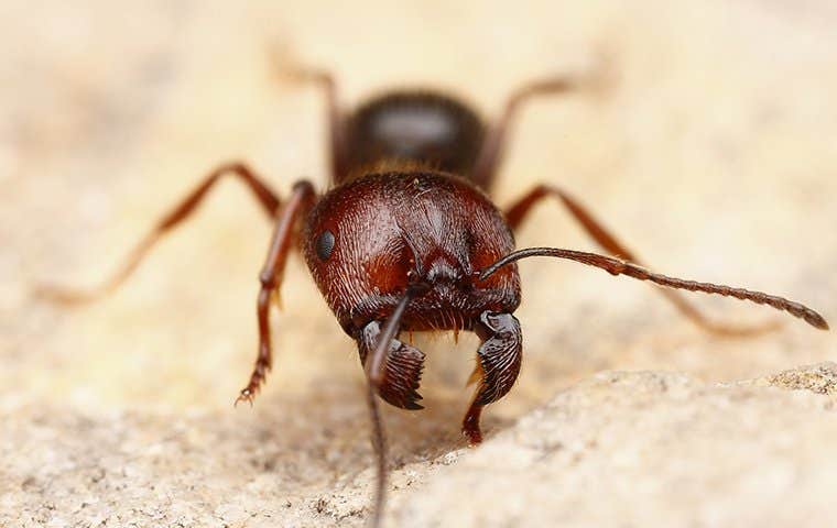 a big ant up close