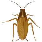 cockroach image