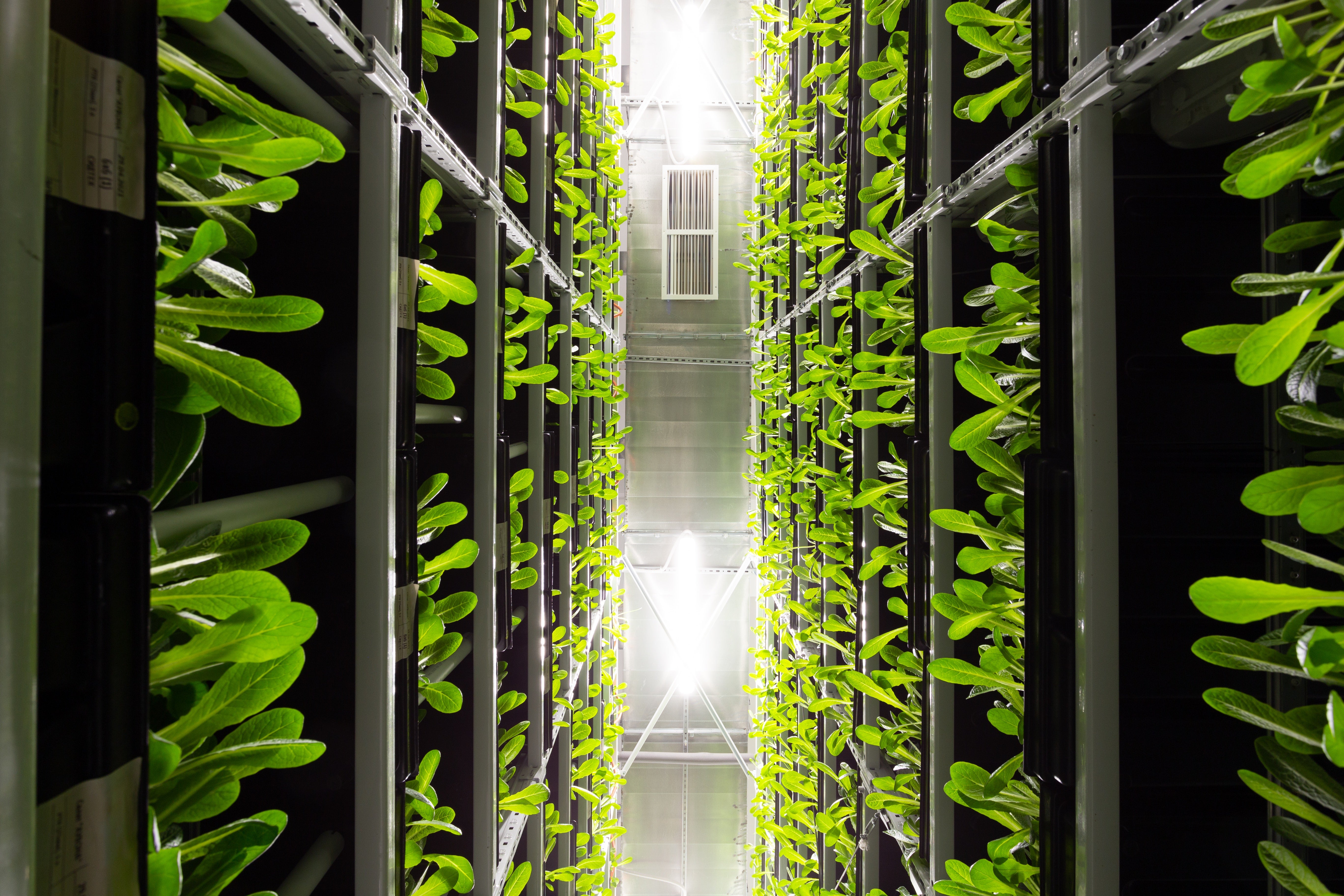 vertical farming racks with plants