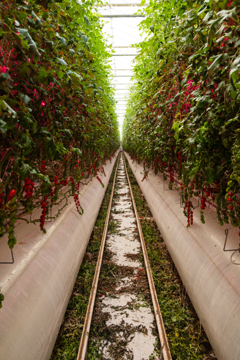 vertical farming racks with plants