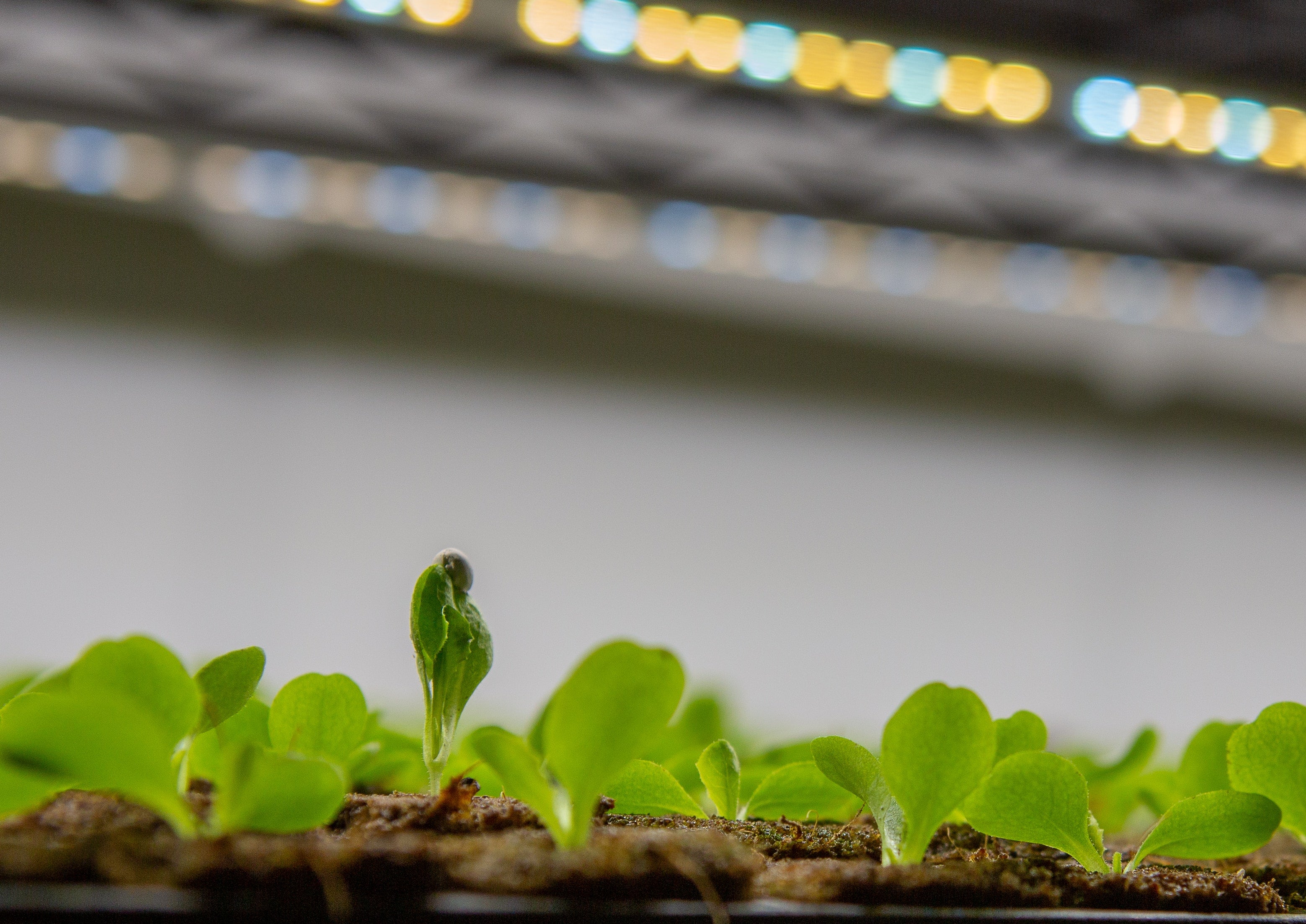 vertical farming plant