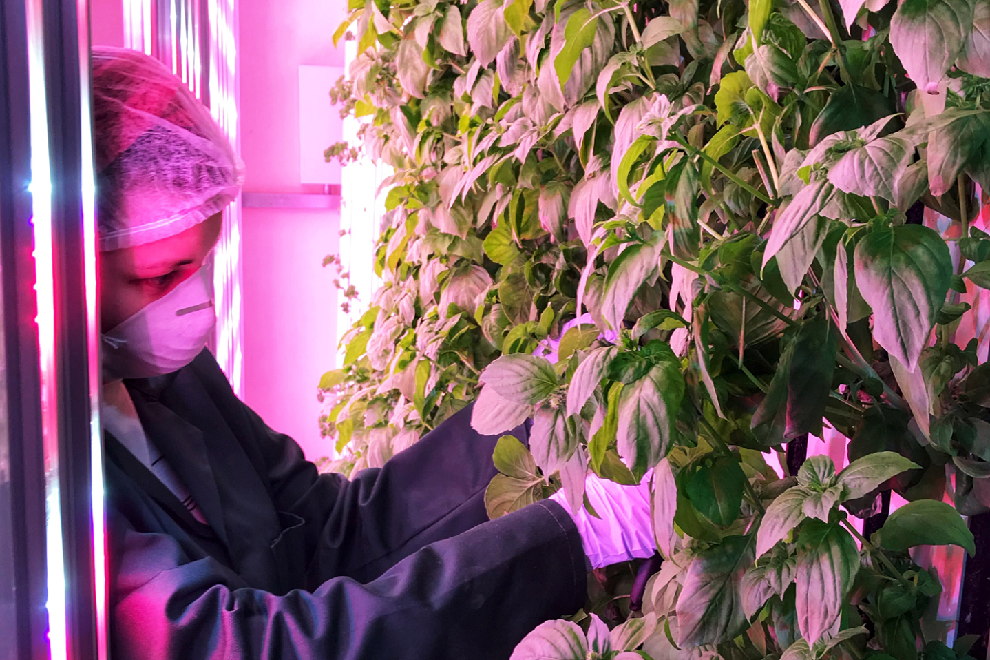 vertical farming racks with plants under LED lights