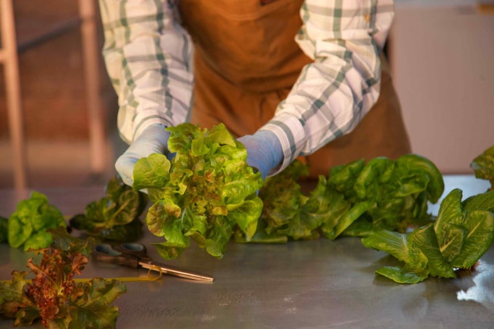 farmer cropping lettuce