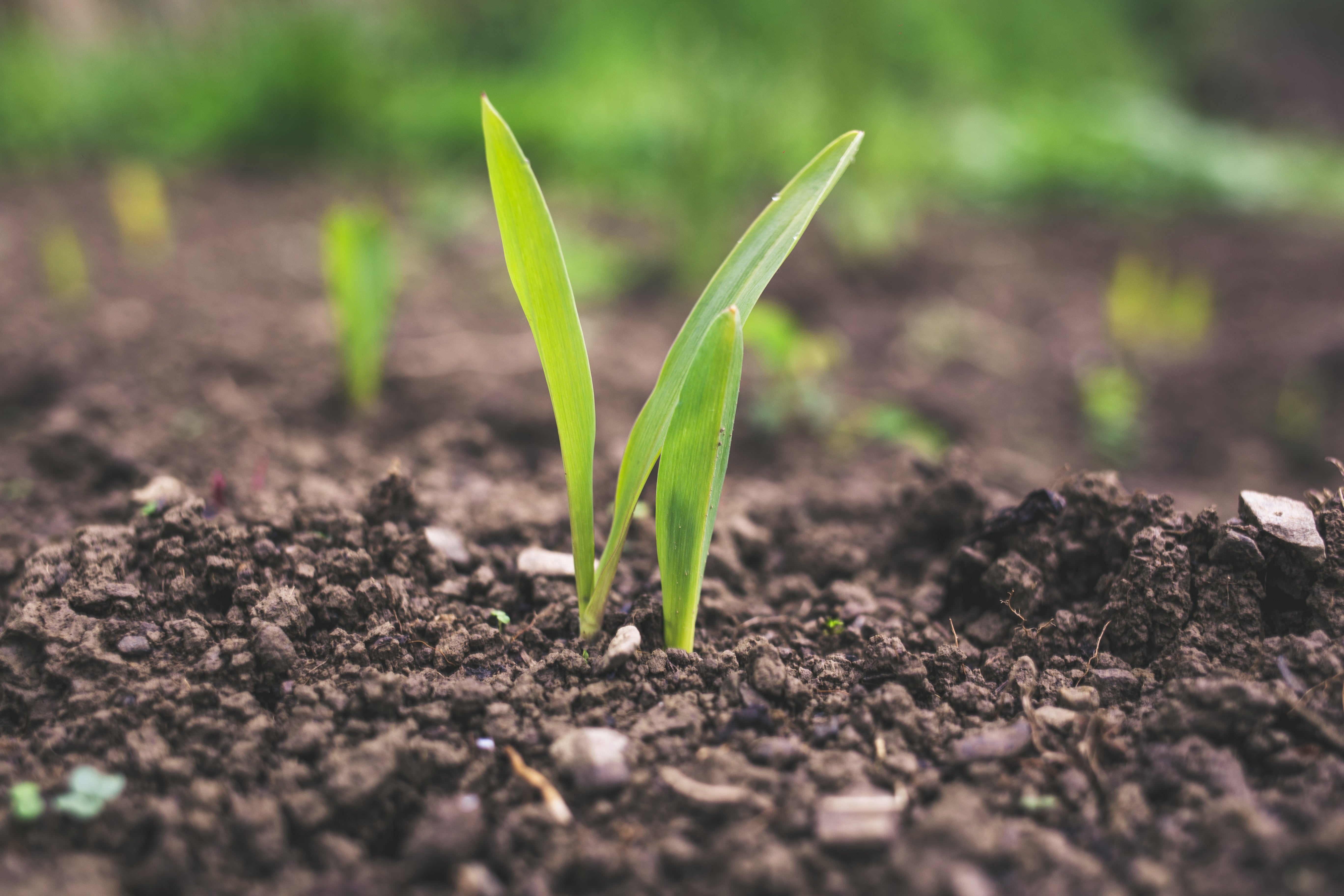 plants growing in soil